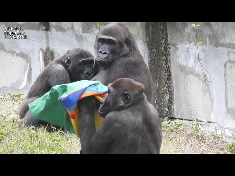 Gorilla D'jeeco family 壕溝休息 / Jabali Ringo 麻布袋套頭 追逐 / Ringo…