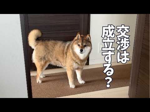 帰りたい飼い主と柴犬🐕の攻防戦？ サムネイル