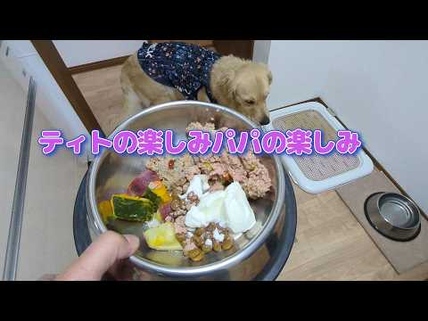 ティトにはティトのお楽しみがある。ゴールデンレトリバーティト サムネイル