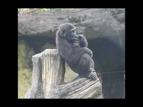 little gorilla Ringo 4y11m old eat tomato.lettuce shorts R拍… サムネイル