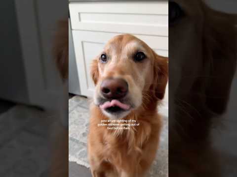 Come to my golden retriever 2026blonde goldenretreiver dogb… サムネイル