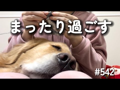 モンちゃんと編み物したりまったり過ごす【ゴールデンレトリバー】 サムネイル