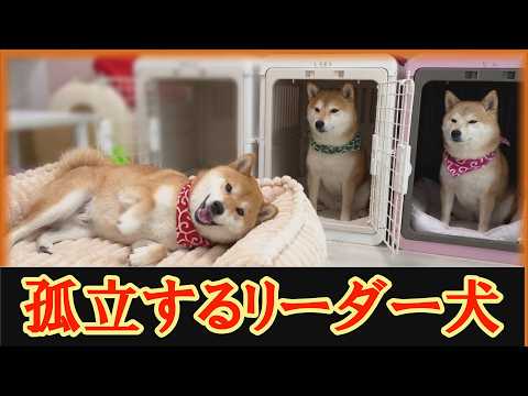 【神回】リーダー犬の幼稚な姿を見て、ドン引きする弟と妹柴犬に爆笑必至・・・