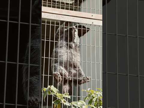 shorts ザビーさん お元気そうで何よりです😊　ラーテル🦡　東山動植物園にて　2026年3月14日 サムネイル