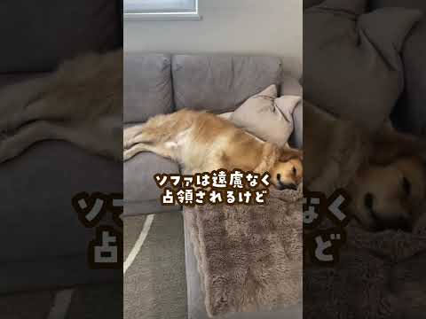 大型犬の日常が赤ちゃんすぎる ゴールデンレトリバー 大型犬のいる生活 goldenretreiver 大型犬と子供 サムネイル