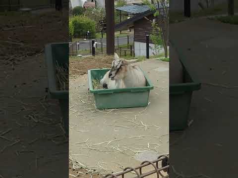shorts 箱入りトカラヤギ🐐　浜松市動物園 サムネイル