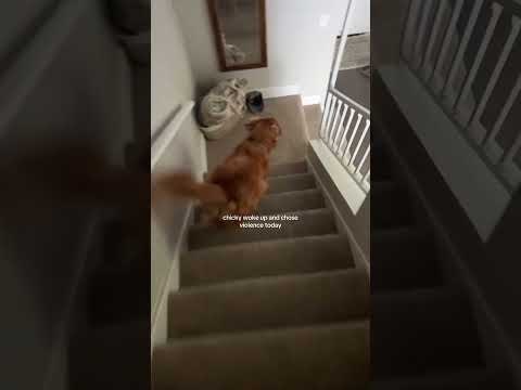 dog-tor coby to rescue🛟goldenpup puppy goldenpupppy dogbree… サムネイル