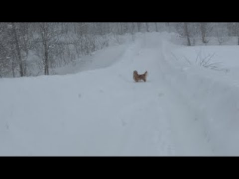 ミントの大冒険 がライブ配信中！ サムネイル
