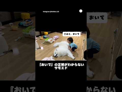隣にいるのに『おいで』と言われて困惑するサモエド　サモエド　犬　いぬ　可愛い犬　面白い サムネイル
