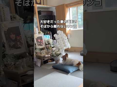 大好きだった妻の遺影の前でお話するようにそこから離れない犬 パピヨン 遺影 shorts
