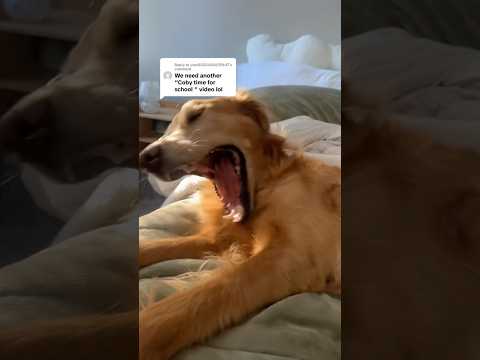 coming home to my golden retriever🥵 goldenretreiver dog ind… サムネイル