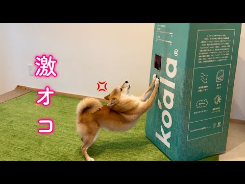 箱から出られないママを見つけ心配で怒る柴犬が可愛い サムネイル