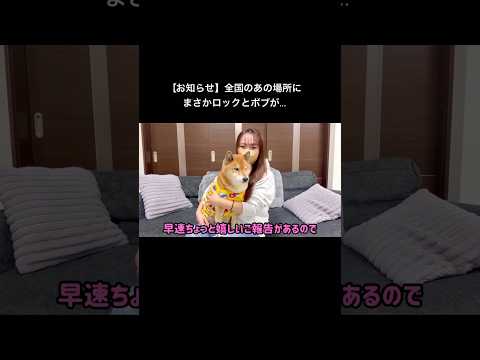 ぜひチャレンジして貰えると嬉しいです！ 柴犬 サムネイル