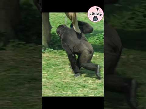 happy Ringo 🤣 gorilla cuteanimals 金剛猩猩 taipeizoo shorts サムネイル