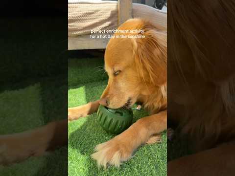 coming home to my golden retriever🥵goldenretreivers dog pup… サムネイル