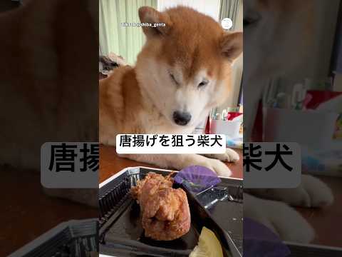 唐揚げを諦めきれない柴犬🐶　　柴犬　犬　柴犬のいる暮らし 面白い　面白い犬 サムネイル