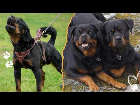 4 Key Differences Between Male and Female Rottweilers サムネイル