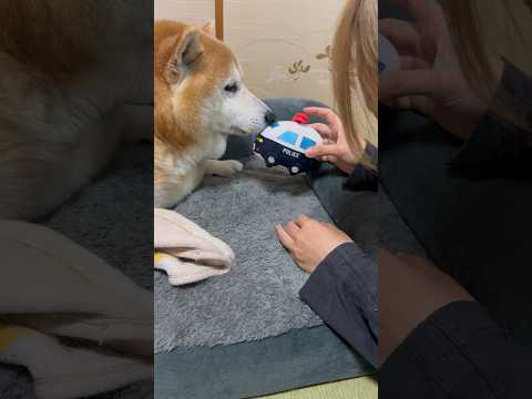 柴犬福 姉にポリス呼ばれちゃった時の柴犬🤣Sis and Shiba🤣姉と柴 shorts japanesedog 柴… サムネイル
