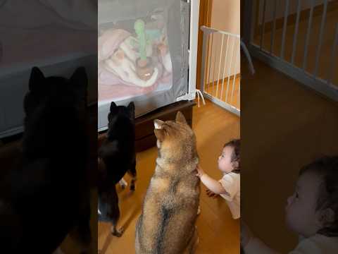 赤ちゃんの部屋で謎の生物と遭遇してしまう柴犬 サムネイル