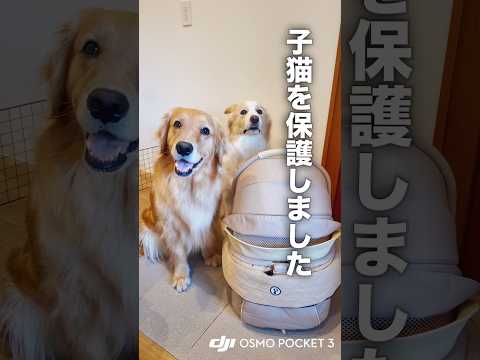 捨てられていた子猫を保護しました...!!【ゴールデンレトリバー・ボーダーコリー】ShotOnOsmo DJIPock…