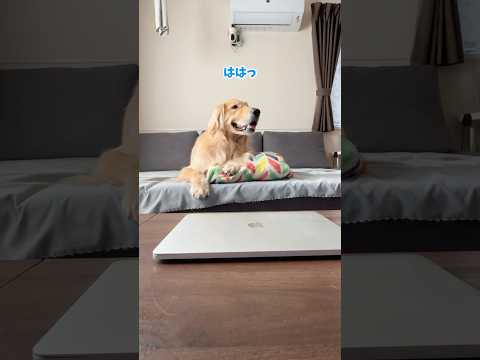 全力お出迎えありがとう 大型犬 ゴールデンレトリバー サムネイル