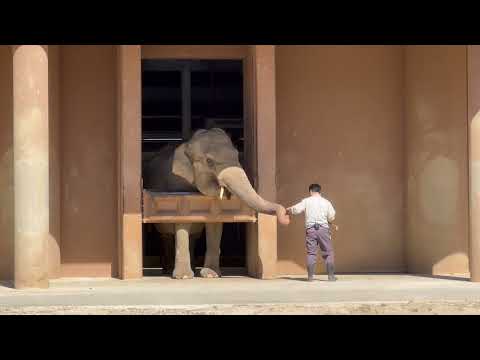 ワルダーさん　アジアゾウ　東山動植物園にて　2026年3月14日