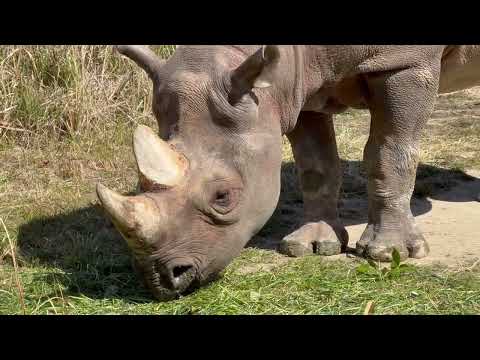 アイちゃんのモグモグ タイム　クロサイ　東山動植物園にて　2026年3月14日 サムネイル