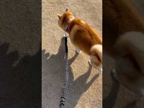 柴犬福 芝生に映える柴犬🤩Shiba-Walk🤩shorts funny funnydog 柴犬 shibainu 시… サムネイル