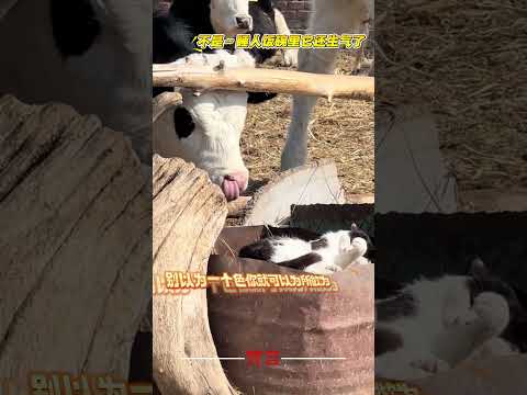 農場主人記錄下乳牛和貓咪的可愛有趣一幕 動物 可愛 有趣 溫馨 治愈 奶牛猫 牛 animals cute funny… サムネイル