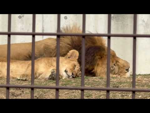 アース父さんとデンくん　ライオンファミリー　のんほいパークにて　2026年2月13日 サムネイル