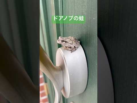 ドアノブにいた白い蛙 A white frog on the doorknob アマガエル