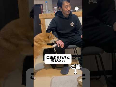 ご飯よりパパと遊びたくて必死な豆柴　豆柴　柴犬　犬　かわいい かわいい犬 サムネイル