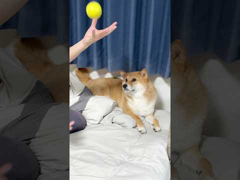 自分もできるかもと思ってる柴犬 柴犬 shorts サムネイル