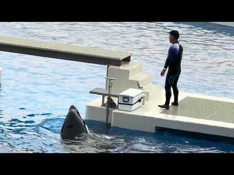 2回目パフォーマンス終了後のステラさん　須磨シーワールドにて　2025年12月30日 サムネイル