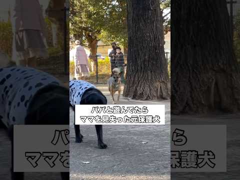 ドッグランでパパと夢中に遊んでたらふと我に返りママを探し始めた元保護犬 保護犬 ドッグラン ミックス犬 大型犬 サムネイル