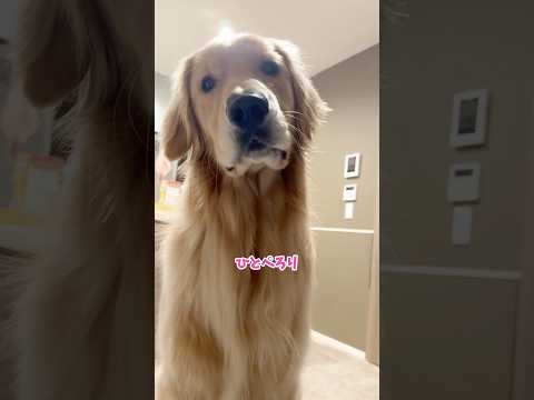 常に腹ぺこいーぬ 大型犬 ゴールデンレトリバー サムネイル