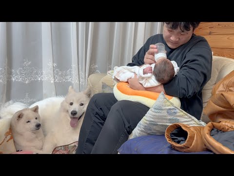 何もかも初めての子育てで苦戦するパパを心配そうに見守る柴犬とサモエド サムネイル