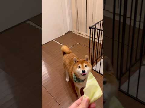 ASMR ジブリ dog 柴犬 doggie shibainu asmr 愛犬 hungry 食いしん坊 キャベツ s… サムネイル
