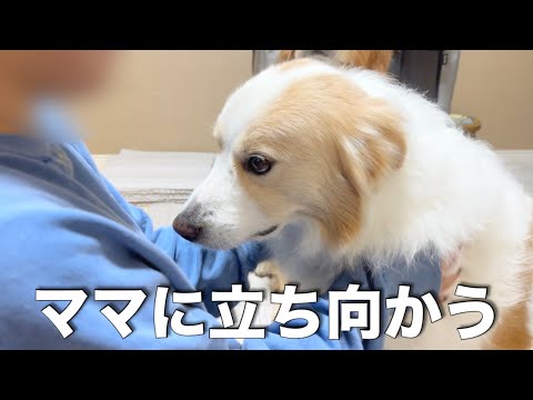怖がりの兄犬が、怒られる妹を守るために取った驚きの行動に感動しました...【ボーダーコリー・ゴールデンレトリバー】 サムネイル
