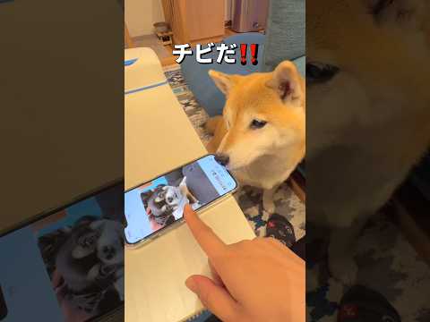 新たな発見⁉️🤣柴犬 チワワ shorts サムネイル