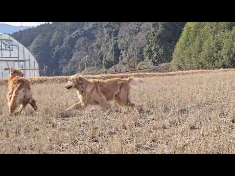 前日と同じ場所での遊びでも精一杯動き回るゴールデンレトリバーの親子 サムネイル