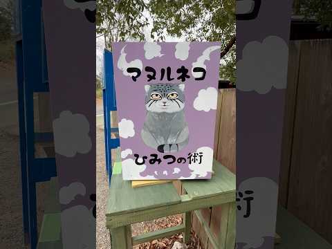 shorts マヌルネコの ひみつの術✨　埼玉県こども動物自然公園にて　2026年3月6日 サムネイル