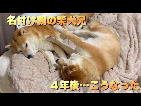 妹柴の名付け親の柴犬兄。４年経過した現在、仲良し＆そっくりに育つ サムネイル