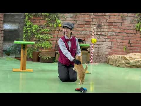 教えてミヤコちゃん！なかなか見れない猫によるショー ザ・キャッツ(午後)那須どうぶつ王国にて　2026年4月11日 サムネイル