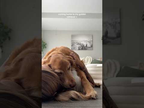 coming home to my golden retriever🥵goldenretreivers dog pup… サムネイル