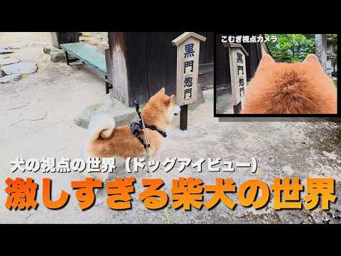 犬の目線（ドッグズアイビュー）人間味ある柴犬の目線はかなり荒々しい サムネイル