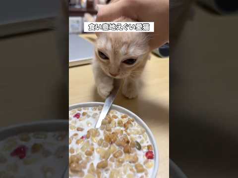 食い意地すごすぎて机から下ろしても這い上がってくる猫 アメリカンショートヘア アメショ 食い意地 子猫 サムネイル