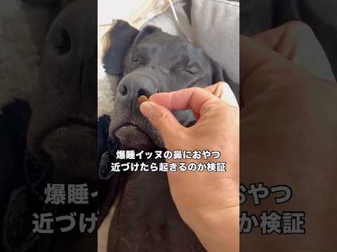 なかなか起きないもんやなぁ･･･😅 大型犬 ニューファンドランド グレートデン shorts サムネイル