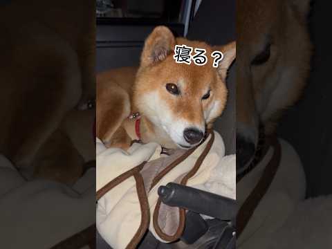 ’26.2.1 力丸は車中泊犬… 柴犬 shibainu 柴犬のいる暮らし 柴犬の日常 車中泊犬 カメラ目線 力丸 サムネイル