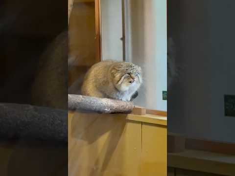 shorts のんびりロータスくん　マヌルネコ　埼玉県こども動物自然公園　2026年3月6日 サムネイル